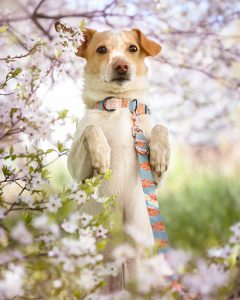 dogvibe projekt smycze