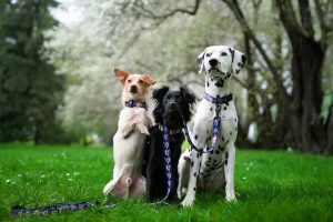 dogvibe projekt smyczy