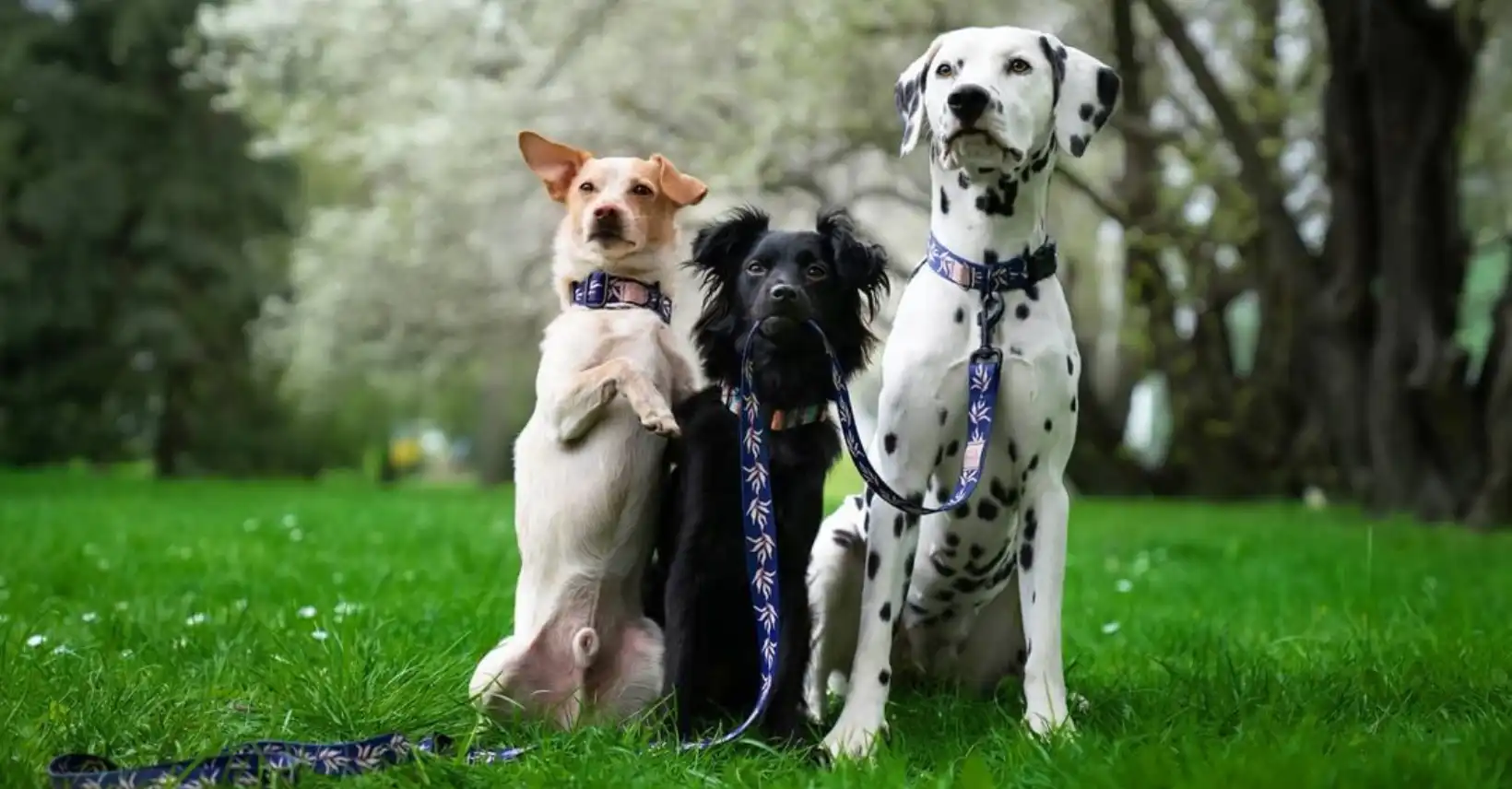 Projekty nadruku obroży dla Dog Vibe